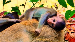 Cutest Baby monkey is sleeping on its mother warmly.