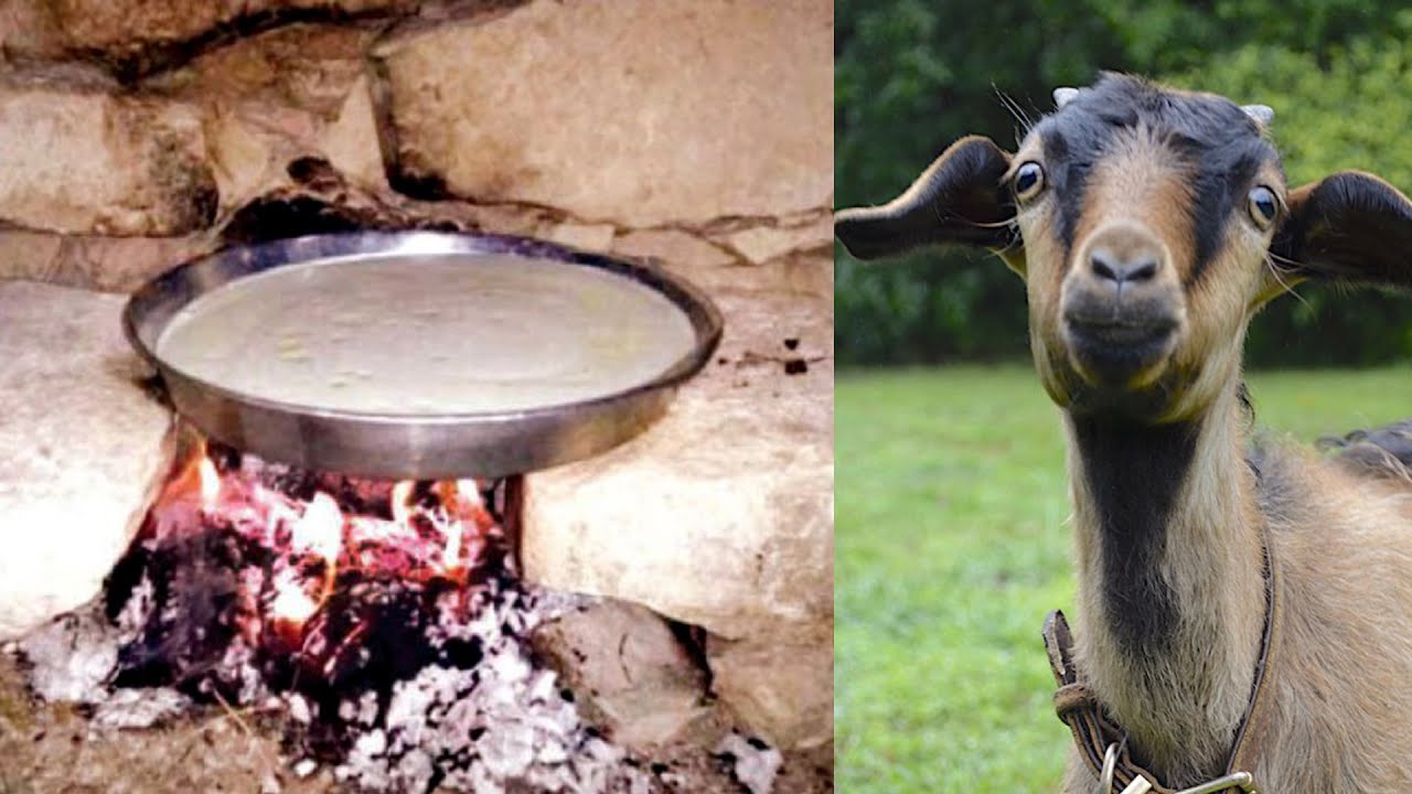 الطريقة الصحيحة  للحصول على اللبا