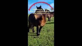 Ganadería Casa Bigotes (Asturias) #horse #horsebreed