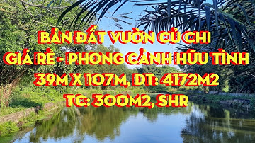 Bán đất vườn Củ Chi giá rẻ, 39m x 107m, TC: 300m2, SHR, giá 8 tỷ| Nhà Đất Củ Chi 999- Trường Vũ BĐS