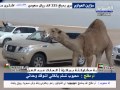مسيره الفحل غشام للمالك احمد محمد بن غشام العازمي