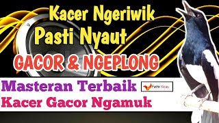 Pancingan KACER NGERIWIK agar ngeplong gacorr