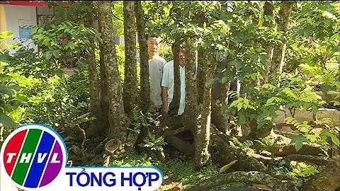 Cây khế 19 thân "độc nhất vô nhị" ở hội chợ xuân Đắk Lắk