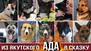 Не ПРИГОВОРЁННЫЕ | За 1 месяц мы переписали 12 судеб Якутских собак