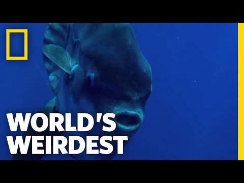 Seagulls Help Sunfish | World's Weirdest