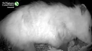 Not Your Typical Backyard Hero… Meet the Opossum