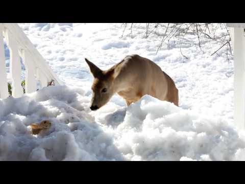 Video: Gen Duplisering Og Fragmentering I Sebrafinkens Viktigste Histokompatibilitetskompleks