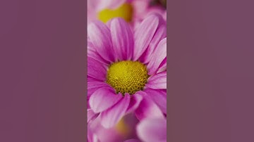 The spring vibes be springing 🌸​🎥