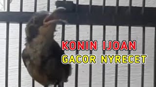 suara KOLIBRI NINJA IJOAN GACOR NYRECET, KONIN JANTAN IJOAN GACOR