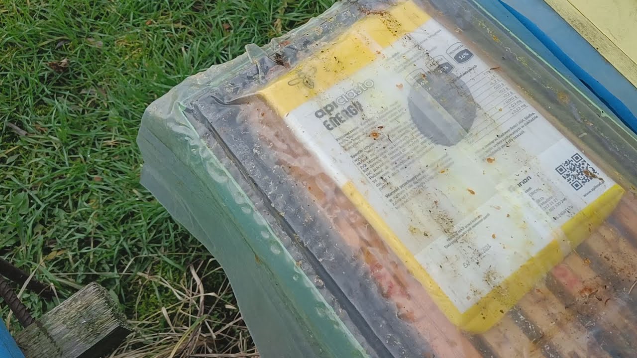 Czy pszczoły ruszyły ciasto?