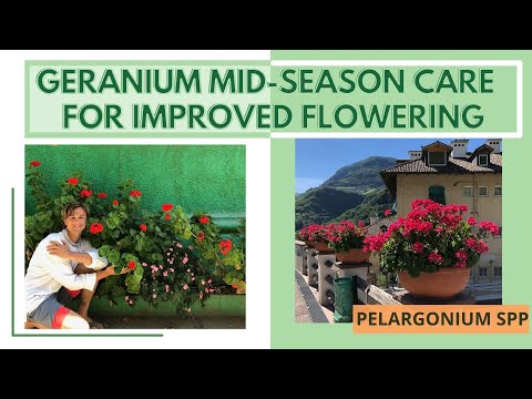 Video: Geranium Hutan