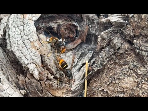 Asian hornet: an impressive behavioral progression in just a few years!