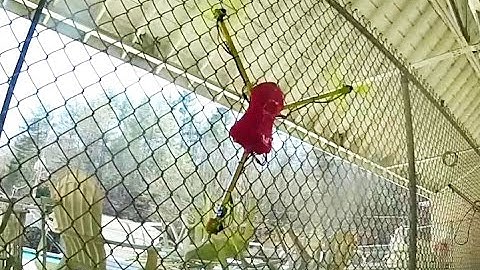 Simplecopter Tricopter 3.0 short demo