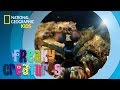 Peacock Mantis Shrimp Facts