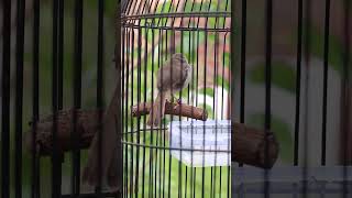 Beautiful Song Of Bar Winged Prinia Bird