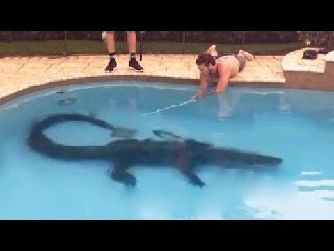 Wideo: Co to jest bruk aligatorowy?