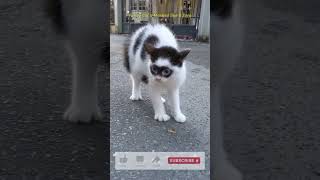 Mal Was Passiert Wenn Zorrocat Aggro Wird