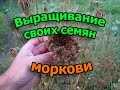 Как вырастить свои семена моркови (укр.)