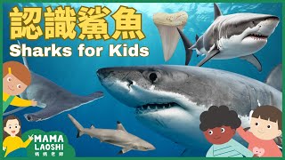 All about SHARKs for Kids in CHINESE 認識鯊魚🦈｜Ocean Animals 認識海洋動物 | 學中文 大白鯊 鯨鯊 錘頭鯊 黑鰭鯊