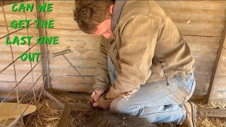 We had to pull every piglet. Assisted Pig Farrowing!