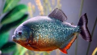 Piranha