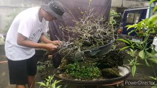 Bonsai Time Lapse - Raft Kalyos - Bonsai Philippines
