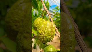 #구아바 #Guava #열대과일 #미라팜