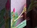 #பிங்க் அரளி செடியில் #மொட்டுகள் பிடித்து இருக்கு பாருங்க!#pink arali plant update#shorts