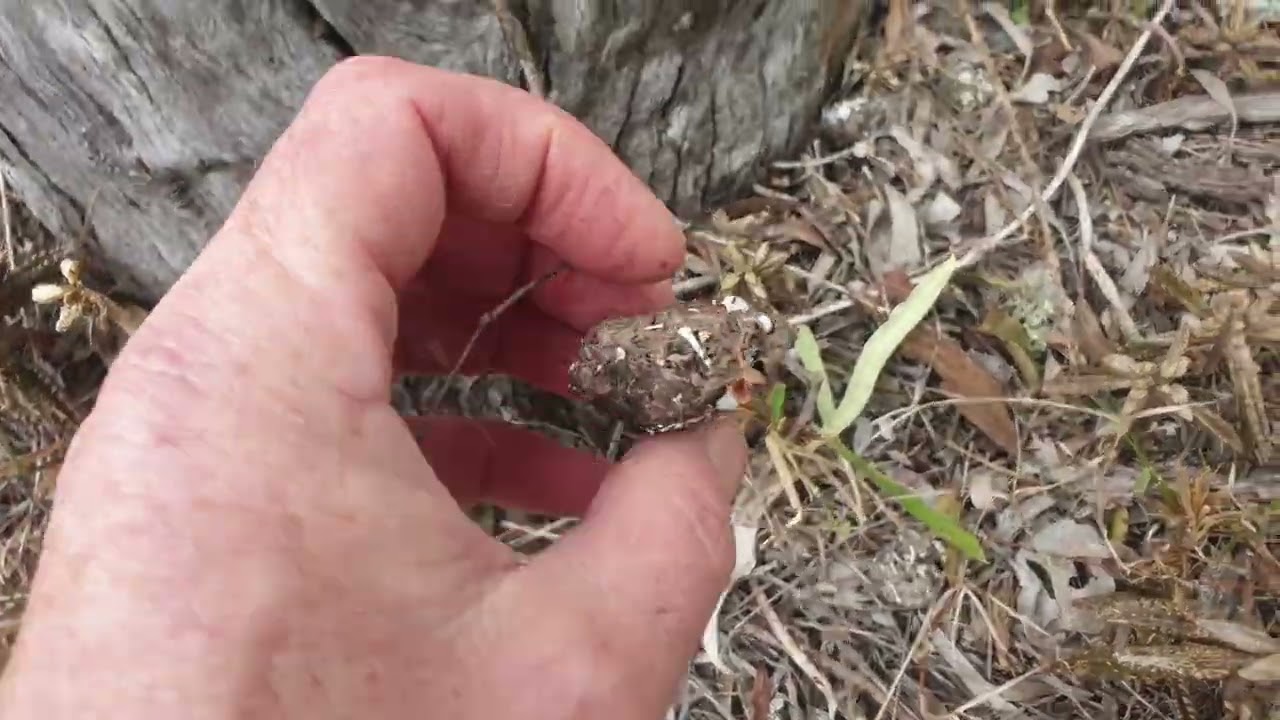 Eastern Barn owl gastric pellets