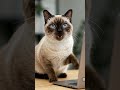 cute cat #valorant #velorant