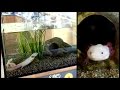 Aquarium Setup: Axolotl Tank (Ambystoma mexicanum) - How to set up an Axolotl Tank