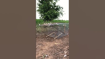 Trap birds on the ground with a mousetrap cage