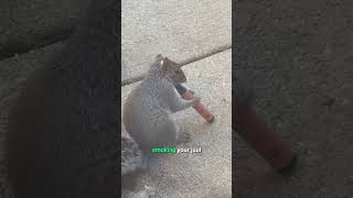 I Saw A Squirrel Vaping In My Garden