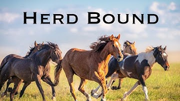 Working with a Herd Bound Horse that has Trouble Standing Still