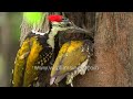 Golden-backed Woodpeckers or Black rumped Flameback couple start excavating nest-hole in Casuarina