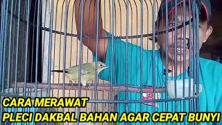 How to care for pleci dakbal materials so that they sing quickly ll How to care for pleci dakbal ...