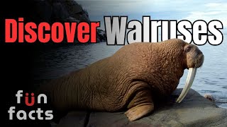 Walruses Are Weirder Than You Think | 10 Amazing Facts