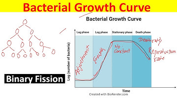 Bacterial growth Curve Explained | Phases of Bacterial Growth Curve| Binary Fission |