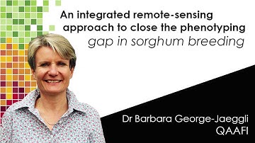 An integrated remote-sensing approach to close the phenotyping gap in sorghum breeding