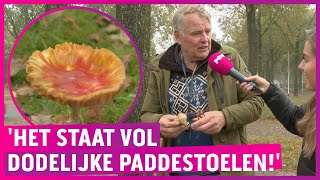 De Beste Paddos Gratis Te Plukken Wel Eerst Drogen