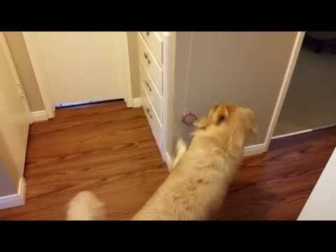 Smart Dog Turning Off Light Switch On Command - Fun Training - English Cream Golden Retriever