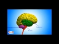 Functions of the Medulla
