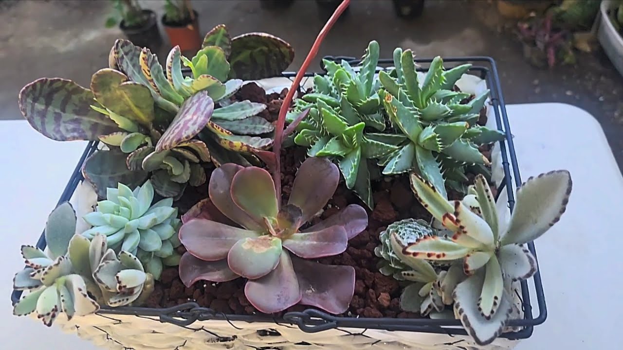 DE CANASTAS A MACETERAS CON SUCULENTAS