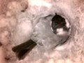 Birdcam_2010-04-22_16-40-21.avi