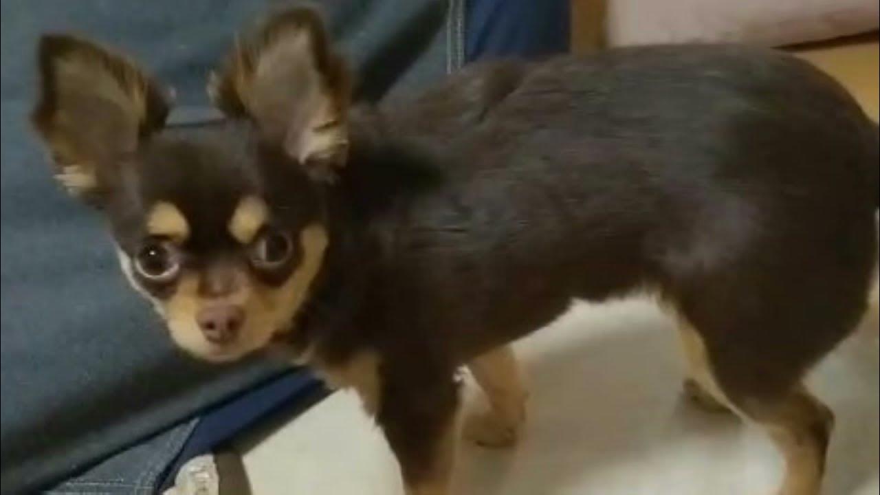 悲恋白書 岩崎宏美 YouTube