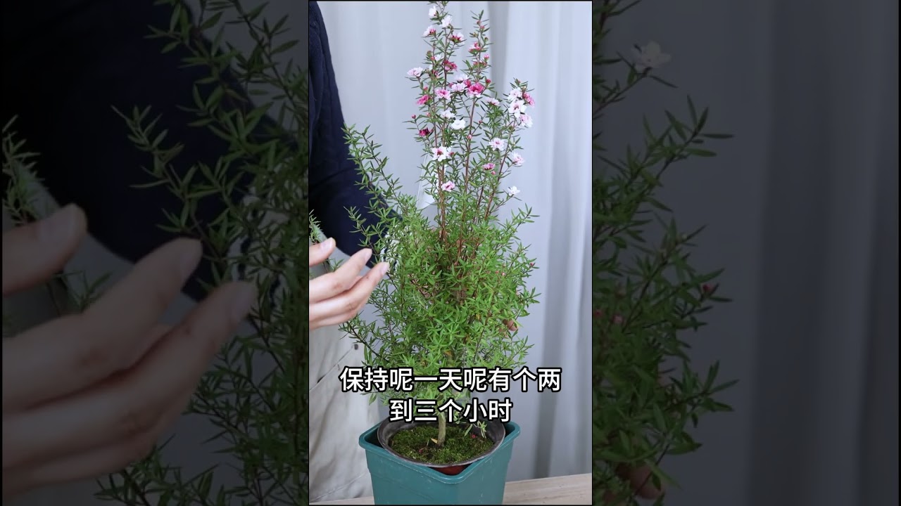 松红梅盆栽，收到后怎么养？ - YouTube