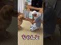 匂いで当てる！おやつはどっちでしょう⁇@hotto510 #島っこ犬ホットちゃんねる