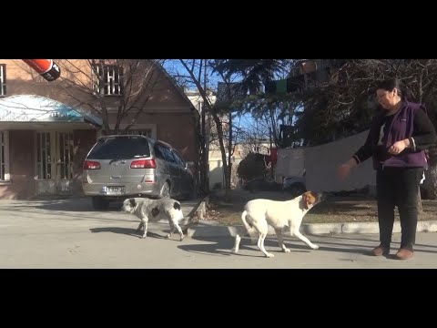 გორელი ჭრელა სიკვდილს გადაურჩა - ძაღლი ეზოს დაუბრუნდა 25.01.2023