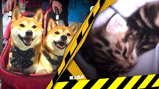 東張西望 | 柴犬咬死貓BB?! 貓主對狗主大控訴