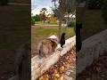 Best Friends - Jessy the Sheltie Walking with the Cat Edy  #sheltie  #dog #jessy #puppy #cat #walk